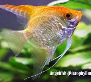Angelfish (Pterophyllum scalare)