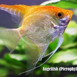 Angelfish (Pterophyllum scalare)