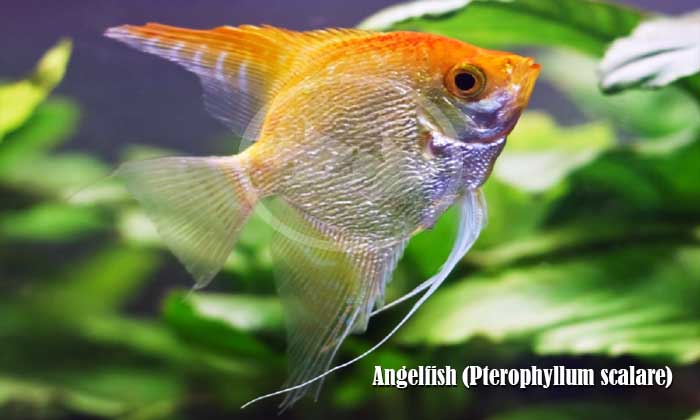 Angelfish (Pterophyllum scalare)