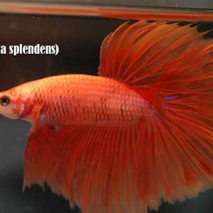 Betta (Betta splendens)