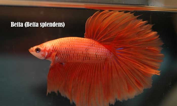 Betta (Betta splendens)