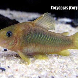 Corydoras (Corydoras spp.)