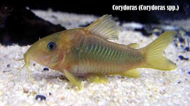 Corydoras (Corydoras spp.)