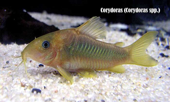 Corydoras (Corydoras spp.)