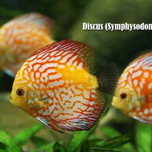 Discus (Symphysodon spp.)