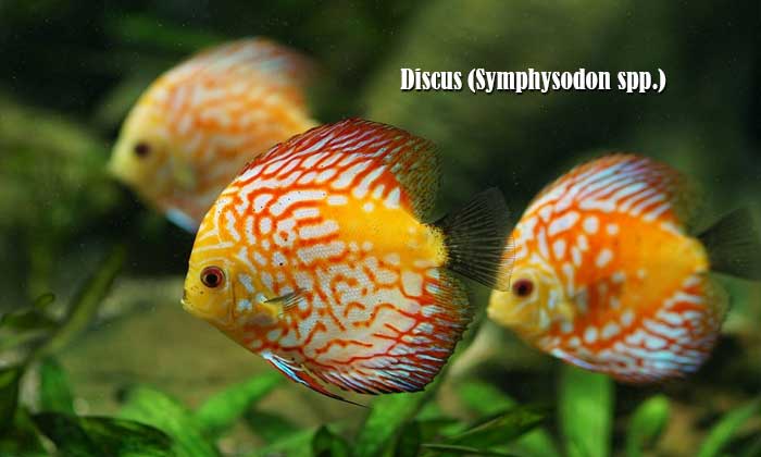 Discus (Symphysodon spp.)