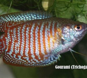 Gourami (Trichogaster spp.)