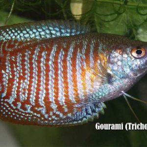 Gourami (Trichogaster spp.)