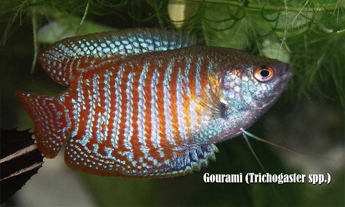 Gourami (Trichogaster spp.)