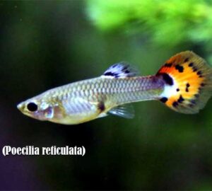 Ikan Guppy (Poecilia reticulata)