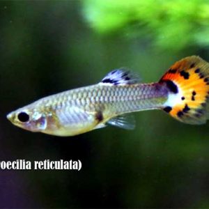 Ikan Guppy (Poecilia reticulata)