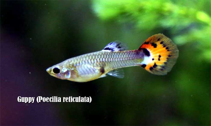 Ikan Guppy (Poecilia reticulata)