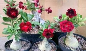 Media Tanam untuk Adenium