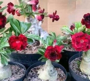 Media Tanam untuk Adenium