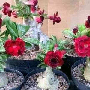 Media Tanam untuk Adenium