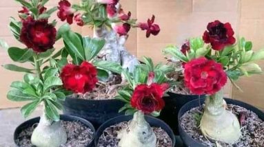 Media Tanam untuk Adenium