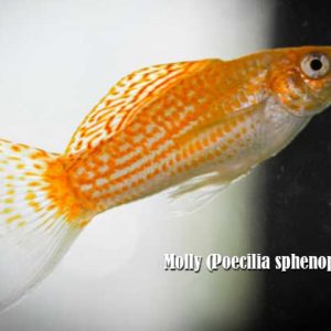 Molly (Poecilia sphenops)