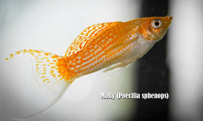 Molly (Poecilia sphenops)