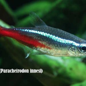 Neon Tetra (Paracheirodon innesi)