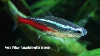 Neon Tetra (Paracheirodon innesi)