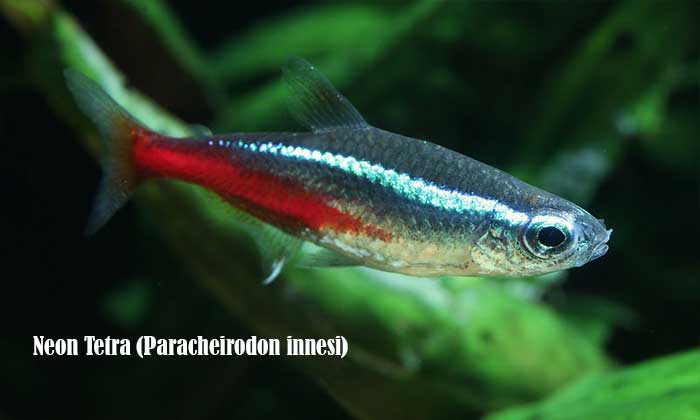 Neon Tetra (Paracheirodon innesi)