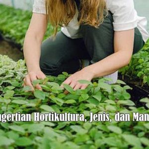 Pengertian Hortikultura, Jenis, dan Manfaatnya