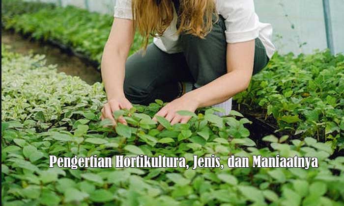 Pengertian Hortikultura, Jenis, dan Manfaatnya