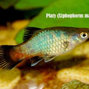 Platy (Xiphophorus maculatus)