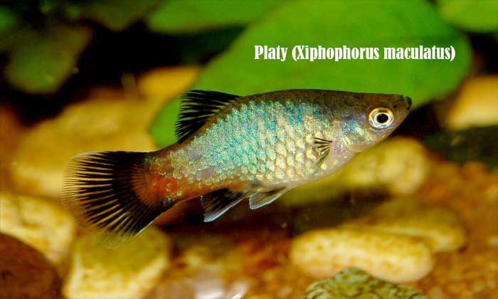 Platy (Xiphophorus maculatus)