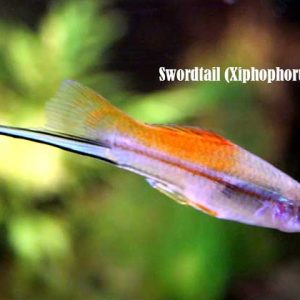 Swordtail (Xiphophorus hellerii)