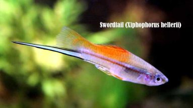 Swordtail (Xiphophorus hellerii)