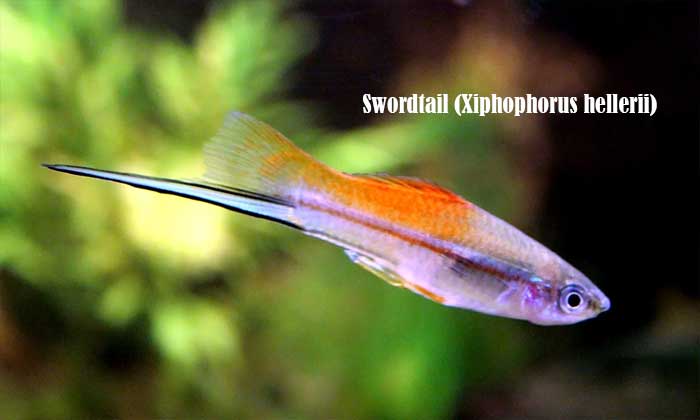 Swordtail (Xiphophorus hellerii)