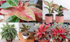 Tanaman Aglaonema