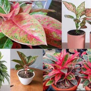 Tanaman Aglaonema