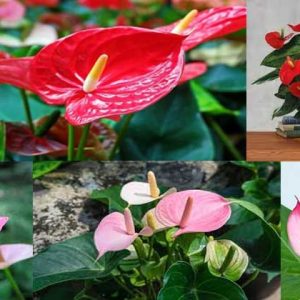 Tanaman Hias Anthurium