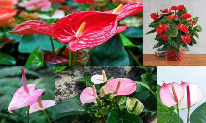 Tanaman Hias Anthurium