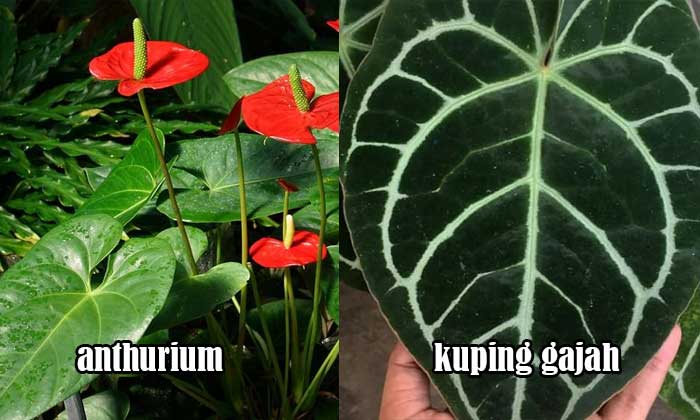 anthurium vs kuping gajah