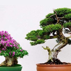 Pengertian Bonsai