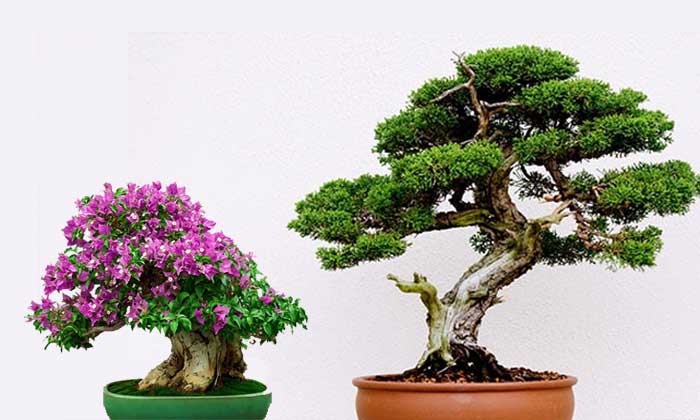 Pengertian Bonsai