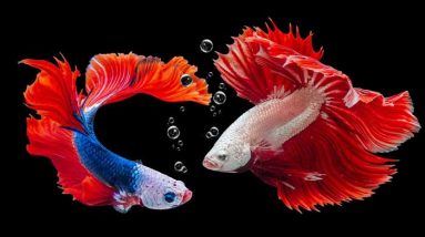 Memelihara dan Budidaya Ikan Cupang