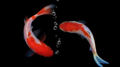 Memelihara Ikan Koi