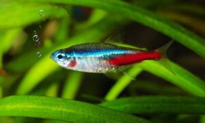 Memelihara Ikan Tetra