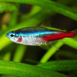 Memelihara Ikan Tetra