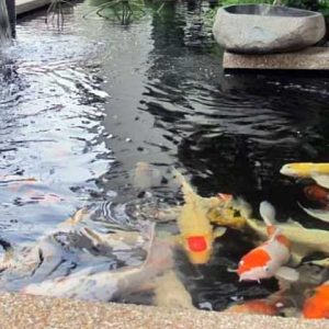 Kolam untuk Ikan Koi