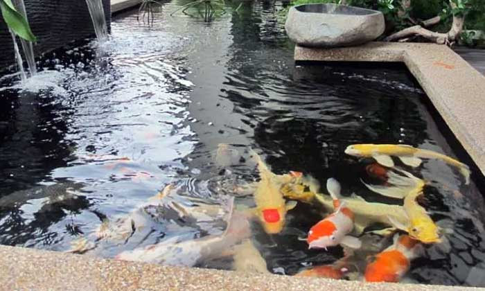 Kolam untuk Ikan Koi