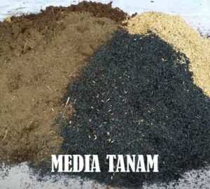 Pengertian Media Tanam