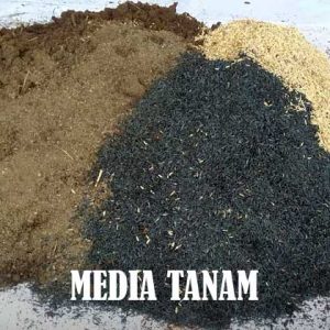 Pengertian Media Tanam