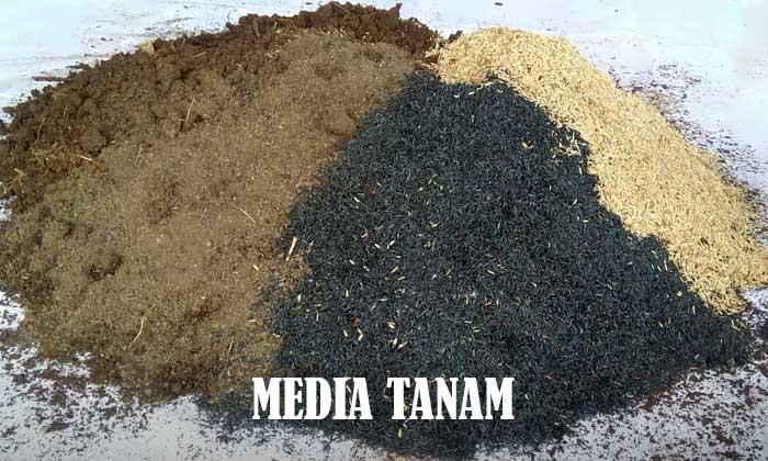 Pengertian Media Tanam