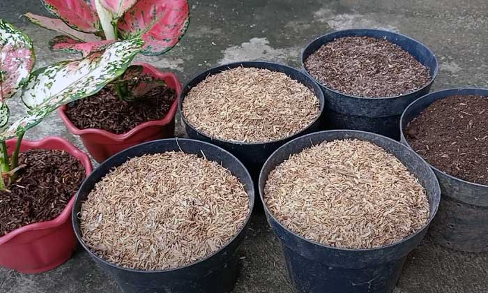 Media Tanam Aglonema