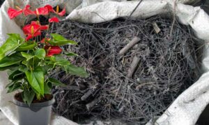 media tanam anthurium